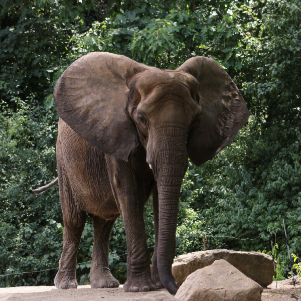 Elephant at the Pittsburgh Zoo