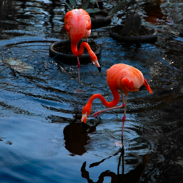 Flamingos at the Toronto Zoo