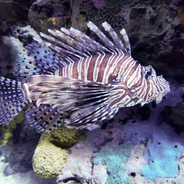 Lion Fish